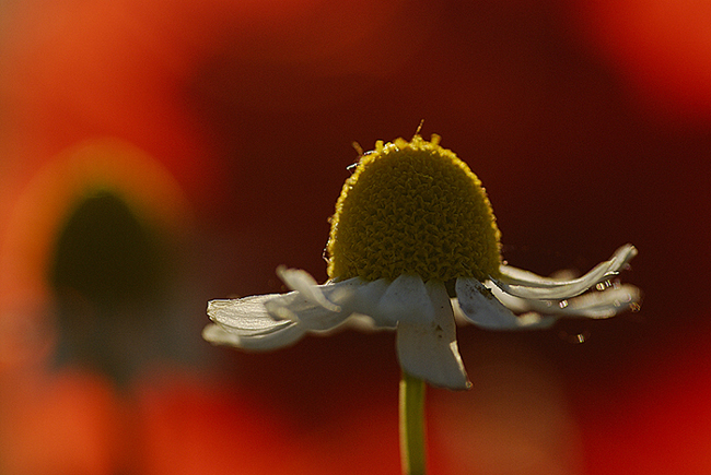 Alcune foto di camomilla tra i papaveri.